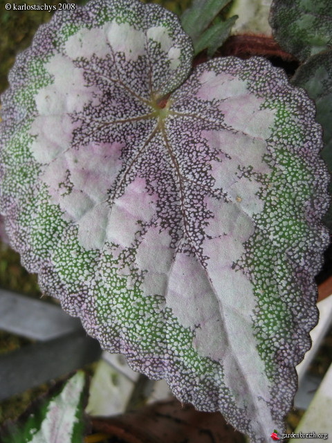 B. ‘Meteor’